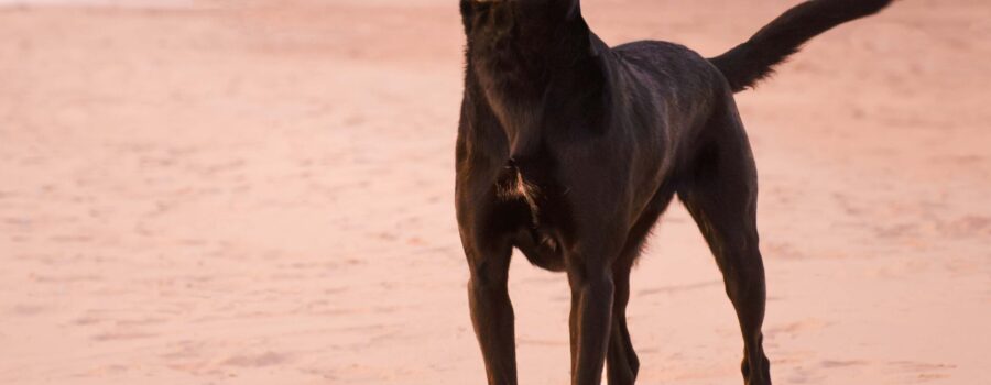 Black lab dog on beach at sunset