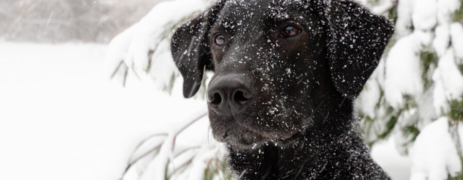 Portrait of black Lab on a snowy day