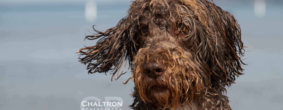 Portrait of a beautiful Portuguese Water Dog on the shore of Lake Michigan